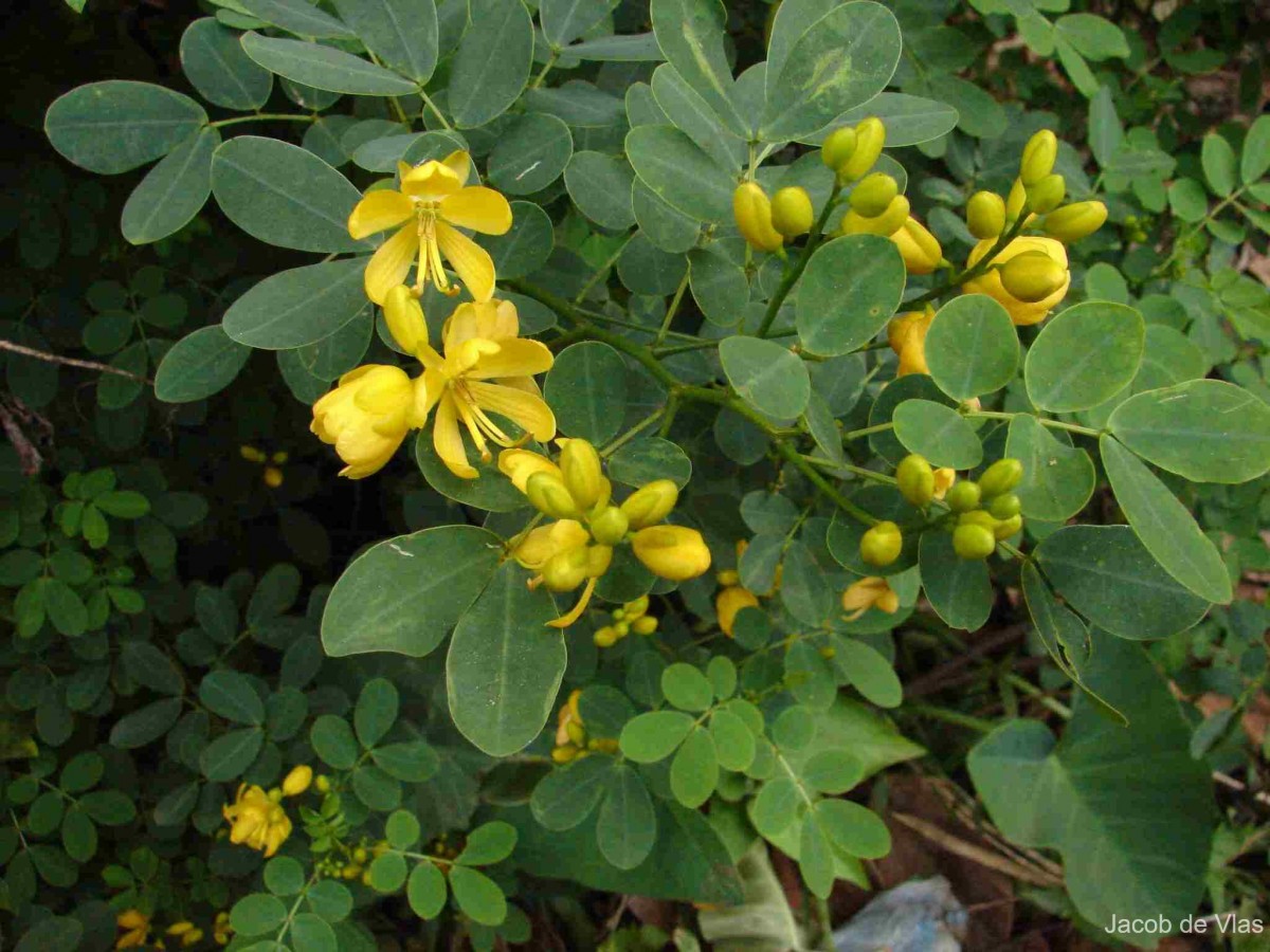 Senna bicapsularis (L.) Roxb.